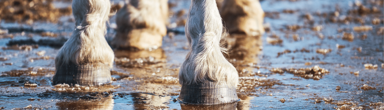 cheval avec sabots dans la boue