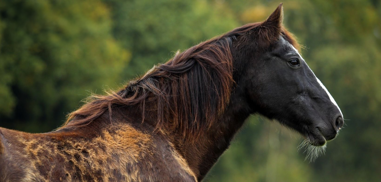 cheval avec de longues touffes de poils, ce qui est un symptôme typique de la maladie de Cushing (PPID)